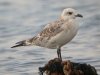 Mediterranean Gull at Southend Seafront (Steve Arlow) (67910 bytes)